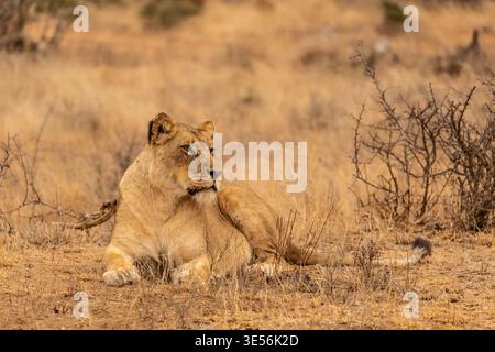 Nahaufnahme des Porträts einer Löwin, die sich im Kruger-Nationalpark in Südafrika niederlegt und zur Seite blickt Stockfoto