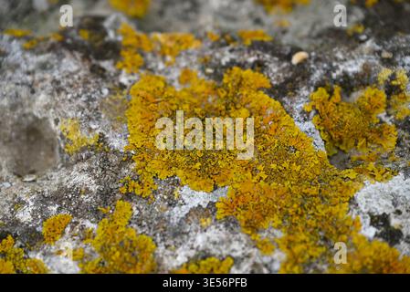 Flechten auf Bäumen und Steinen. Gelbe, rote und blaue Flechten an Baum und Steinen. Symbiont von Alge und Pilz. Conil de la Frontera, Andalusien, Spanien, EUR Stockfoto