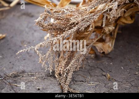 Getrocknete Maisschalen und Blätter auf dem Boden, Hintergrund der landwirtschaftlichen Textur, natürliches organisches Material, Konzept der Erntezeit im rustikalen Stil. Stockfoto