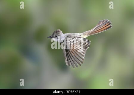 Aschenschnäpper Myiarchus cinerascens Tucson, Arizona, USA 28 März 2026 Erwachsener im Flug. Tyrannidae Stockfoto