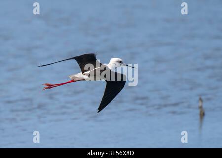 Schwarzflügelpfahl Himantopus himantopus Kapstadt, Südafrika 29. August 2022 Erwachsener im Flug Recurvirostridae Stockfoto