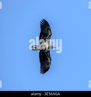 Ein junger Weißkopfseeadler (Haliaeetus leucocephalus) fliegt über East Point auf Saturna Island, British Columbia, Kanada. Stockfoto