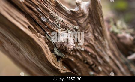 Makroaufnahme der verwitterten Treibholz-Textur mit Flechte – Old Dead Tree Bark Detail Stockfoto