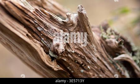 Makroaufnahme der verwitterten Treibholz-Textur mit Flechte – Old Dead Tree Bark Detail Stockfoto