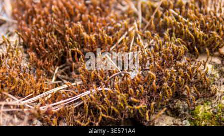 Polytrichum Commune Moos wächst auf sandigem Boden Makrohintergrund Stockfoto