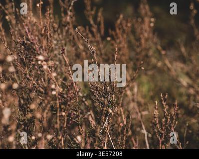 Heather Calluna vulgaris wächst auf Herbstwiesen, trockene Wildpflanzen aus nächster Nähe Stockfoto