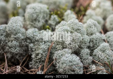 Rentierflechten Cladonia rangiferina Moos Makro Nahaufnahme im Wald natürlichen Hintergrund Stockfoto