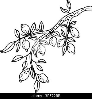 Konturskizze des Zitronenbaums im handgezeichneten Doodle-Stil. Vektorkontur Illustration mit Früchten und Blättern. Schwarze Strichgrafik. Designelement für bo Stock Vektor