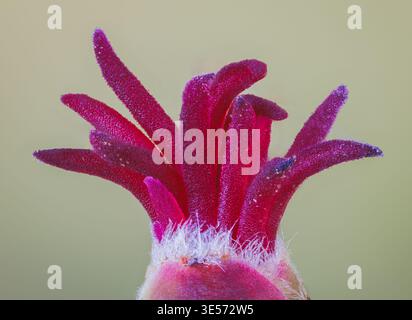 Nahaufnahme einer Corylus-Avellana, des gemeinen Hasels. Hier ist die weibliche Blume im Frühjahr. Stockfoto