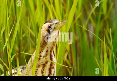 Eurasische Bitterkeit (Botaurus stellaris) steht regungslos und getarnt zwischen hohem grünen Schilf in einem Feuchtgebiet, Großbritannien. Stockfoto