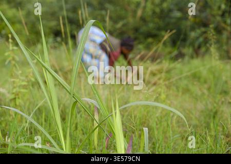 Eine Frau, die auf einem Feld in Ruanda arbeitet Stockfoto