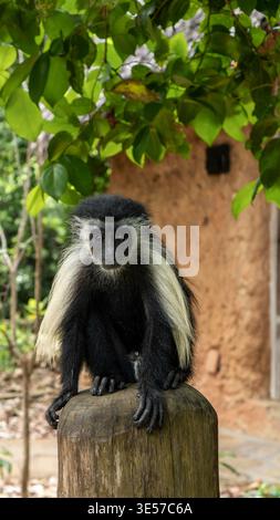 Der Kolobusaffen wurde in seinem natürlichen Lebensraum gefangen und hebt sein markantes schwarz-weißes Fell und seinen ruhigen, aufmerksamen Ausdruck in der Wildnis hervor. Stockfoto