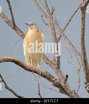 Squacco Reiher sitzt in einem Baum Donaudelta Rumänien Stockfoto