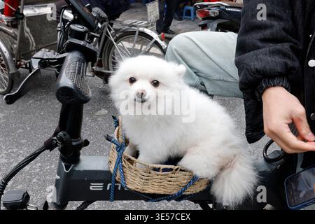 Niedlicher Hund, der in einem Korb auf einem Fahrrad sitzt, in einer belebten Straße. Hanoi. Vietnam. Stockfoto