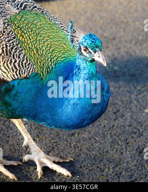 Nahaufnahme eines Pfaus, der seine leuchtend blauen und grünen Federn zeigt, während er auf einer gepflasterten Fläche steht. Stockfoto