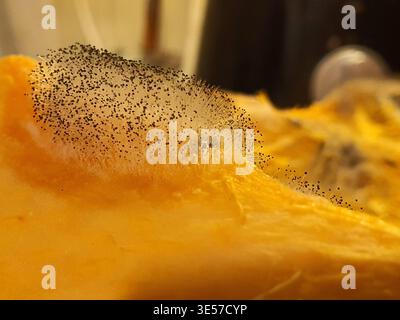 Extreme Makronähe von Pilzschimmelbildung auf abfallendem orangen organischen Substrat, wahrscheinlich Kürbis, Kürbis oder ähnlichem pflanzlichen Material. Das Bild Stockfoto