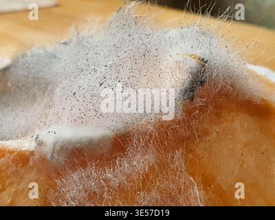 Makroaufnahme von weißem und grauem Schimmelpilz, der auf orangenem organischem Material wächst, wahrscheinlich ein Stück verfallender Frucht wie ein Persimmon oder Stockfoto