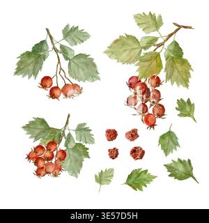 Ein Satz weißer Blumen, roter Beeren, Berberitze Blätter und getrocknete Früchte. Handgezeichnete Aquarellillustration auf isoliertem Hintergrund. Eine Sammlung von Stockfoto