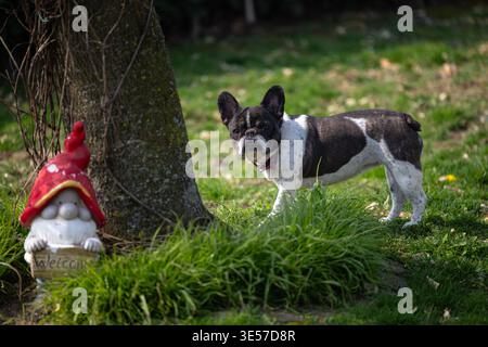 Eine weiße französische Bulldogge schnüffelt einen bunten Gartenzwerg neben einem jungen Baum auf einem sonnendurchfluteten Garten-Rasen und vermittelt Neugier, Verspieltheit und Stockfoto
