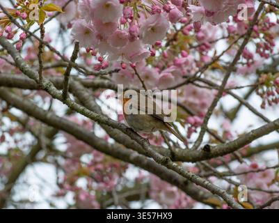Red Robin sitzt in einem Kirschblütenbaum, Frühling, März, London, England. Stockfoto