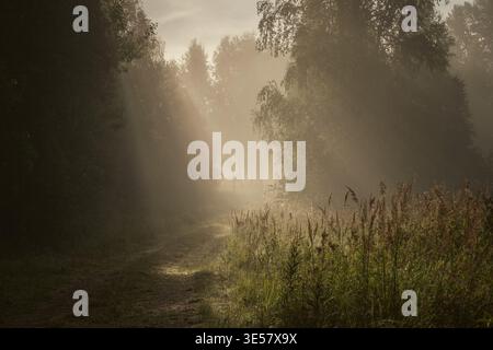 Magischer Morgennebel in einem Wald mit Sonnenstrahlen, die über eine Landstraße durch Bäume brechen Stockfoto