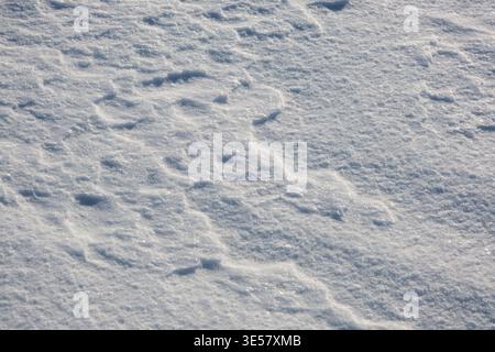 Die natürliche Textur des frischen Schnees mit weichen Schatten und vom Wind gewellten Wellen sorgt für einen kalten Winterhintergrund Stockfoto