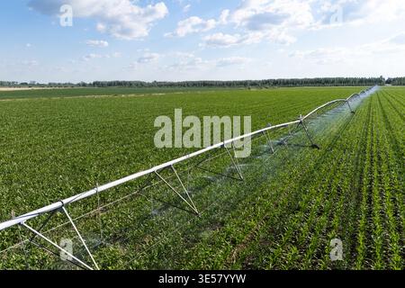 Luftaufnahme eines landwirtschaftlichen Bewässerungsdrehsystems auf einem Maisfeld Stockfoto