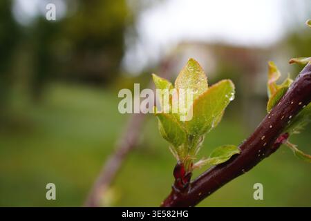 Junge Apfelbaumblätter mit Tautropfen auf einem Zweig in einem Frühlingsgarten bei Sonnenaufgang Stockfoto