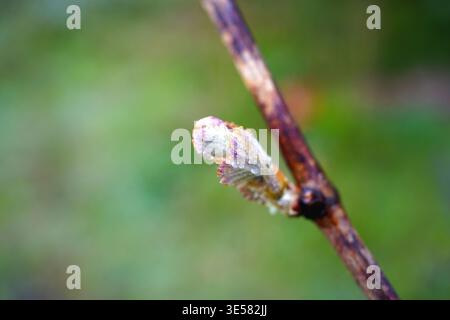 Weinknospen mit Morgenfrost und Wassertropfen auf dem Zweig im Frühlingsweinberg Stockfoto