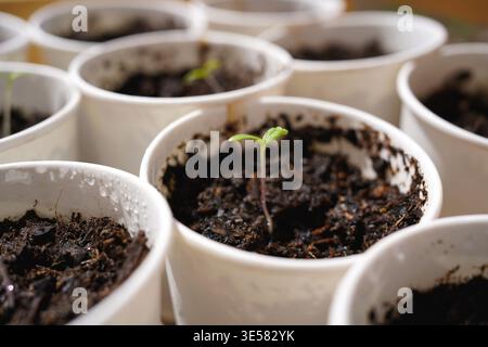 Reihe junger Tomatensämlinge in weißen Tassen, selektiver Fokus auf einen einzelnen Spross Stockfoto