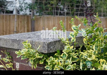 Buntes grün-gelbes Euonymus-Laub, das an einer Ziegelmauer wächst, mit einer Steinkappe und einem Holzzaun im Hintergrund. Stockfoto