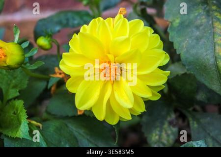 Hellgelbe Dahlien in voller Blüte, umgeben von üppig grünen Blättern und kleinen Knospen. Eine lebendige, sonnenverwöhnte Blume, die das Wesen des Sommers einfängt. Stockfoto