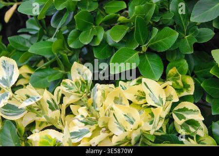 Eine üppige Nahaufnahme einer Euonymus-Pflanze, die einen lebhaften Kontrast zwischen satten, grünen Blättern und auffälligem, gelb gefärbtem Laub zeigt. Stockfoto