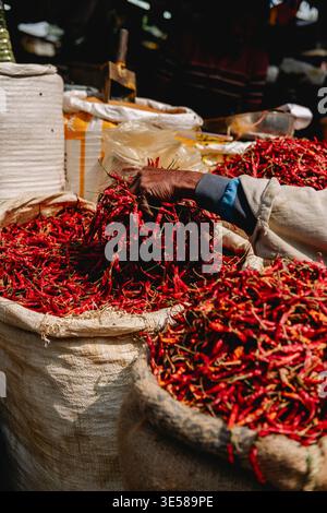 Handpflücken von feurigen roten Chilis aus Sackleinen auf einem indischen Markt. Die farbenfrohe Gewürzshow fängt das Wesen der lebendigen Marktszenen in ein Stockfoto