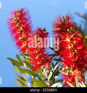 Callistemon oder Flaschenbürste mit seinen leuchtend roten Blüten auf dem Peloponnes, Griechenland fotografiert Stockfotografie