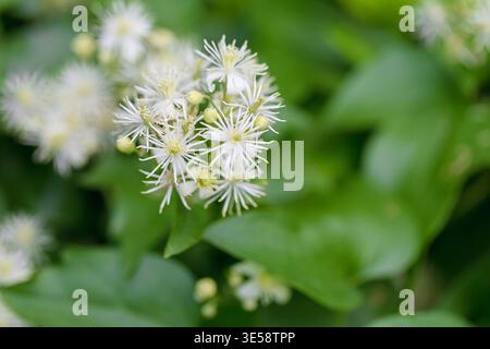Delicate White Clematis Bloom Nahaufnahme Stockfoto