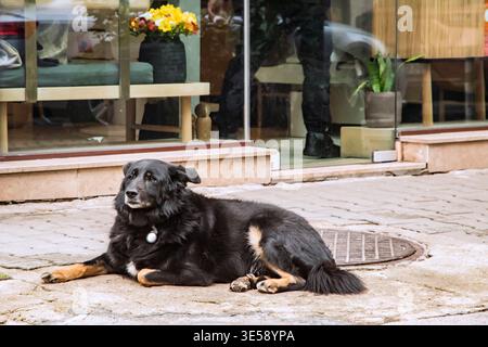Entspannter Mischlingshund auf urbanem Pflaster, ruhiger Ausdruck, städtische Umgebung im Freien, ruhendes Tier. Stockfoto