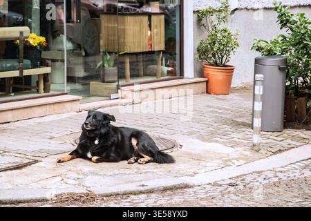 Entspannter Mischlingshund auf urbanem Pflaster, ruhiger Ausdruck, städtische Umgebung im Freien, ruhendes Tier. Stockfoto