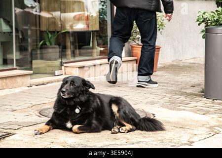 Entspannter Mischlingshund auf urbanem Pflaster, ruhiger Ausdruck, städtische Umgebung im Freien, ruhendes Tier. Stockfoto