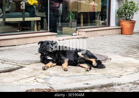 Entspannter Mischlingshund auf urbanem Pflaster, ruhiger Ausdruck, städtische Umgebung im Freien, ruhendes Tier. Stockfoto