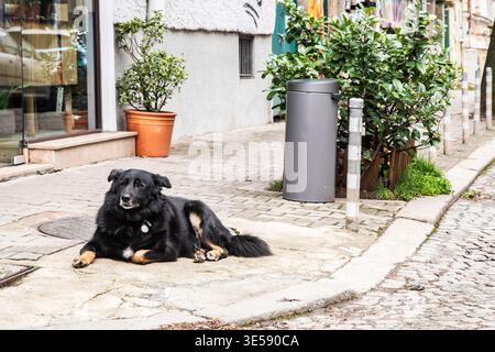 Entspannter Mischlingshund auf urbanem Pflaster, ruhiger Ausdruck, städtische Umgebung im Freien, ruhendes Tier. Stockfoto