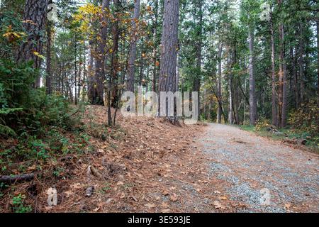 Ein Pfad schlängelt sich durch einen Wald voller hoher Bäume und gefallener Blätter. Es ist Herbst und der Boden ist mit Kiefernnadeln und Blättern bedeckt. Stockfoto