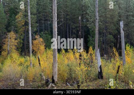 In der Herbstsaison erheben sich in einem Wald hohe Bäume über einer Mischung aus bunten Weiden. Die Szene zeigt grünes und gelbes Laub. Stockfoto