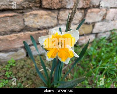 Nahaufnahme einer weißen und gelben Doppel-Narzissen-Blume, die in einem Frühlingsgarten wächst. Stockfoto