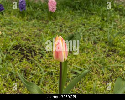 Eine Nahaufnahme einer pinkfarbenen und gelben Kaufmanniana-Tulpenknospe, die sich öffnet. Die Blume steht vor einem Rasengrund mit lila und rosa Hyazinthen. Stockfoto