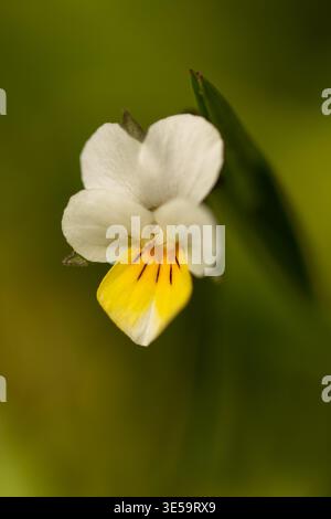 Viola arvensis ist eine Veilchenart, die unter dem gebräuchlichen Namen Feldpalisa bekannt ist. Sie ist in Europa, Westasien und Nordafrika beheimatet Stockfoto