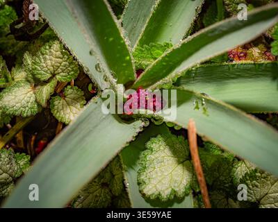 Makro von Wassertropfen auf grünen Agavenblättern, die eine kleine rosafarbene Mittelblume in einer natürlichen Gartenumgebung umgeben Stockfoto