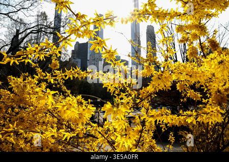 New York City, USA. April 2026. Cherry Blossoms im Central Park am 31. März 2026 in New York City Credit: SIPA USA/Alamy Live News Stockfoto
