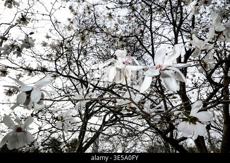 New York City, USA. April 2026. Cherry Blossoms im Central Park am 31. März 2026 in New York City Credit: SIPA USA/Alamy Live News Stockfoto