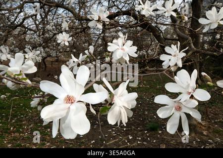 New York City, USA. April 2026. Cherry Blossoms im Central Park am 31. März 2026 in New York City Credit: SIPA USA/Alamy Live News Stockfoto